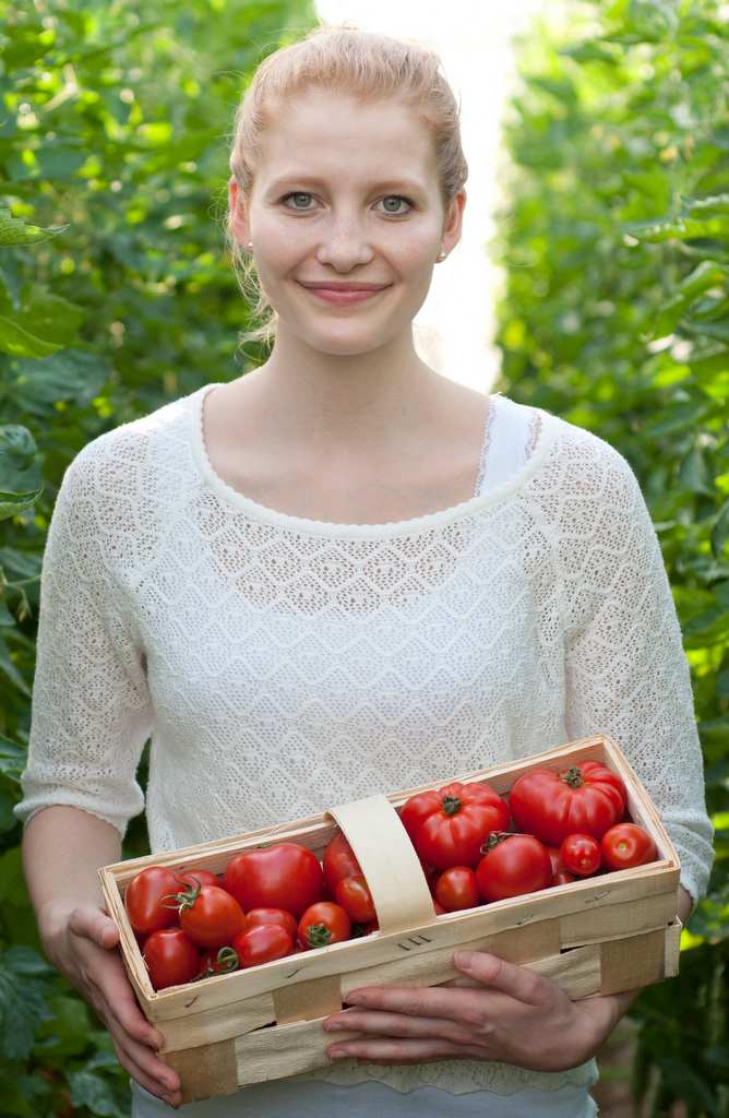Tomaten pflücken