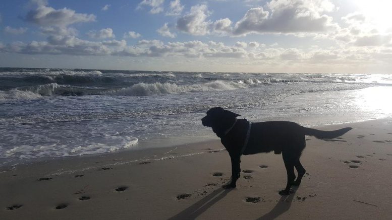 Hund in Kühlungsborn am Strand