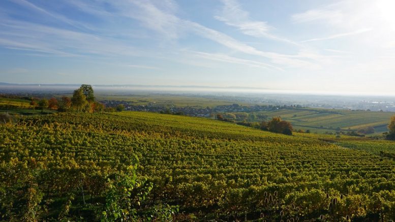 Wein aus der Pfalz, ein Weinberg