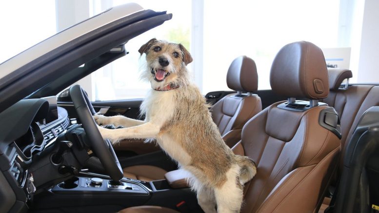 Hunde am Lenkrad eines Audi Cabrio