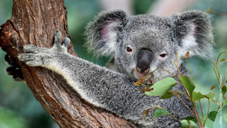 Ein Koala-Bär im Baum