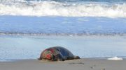 Robbenbullen am Nordseestrand vom Kampf mit anderen Bullen gezeichnet