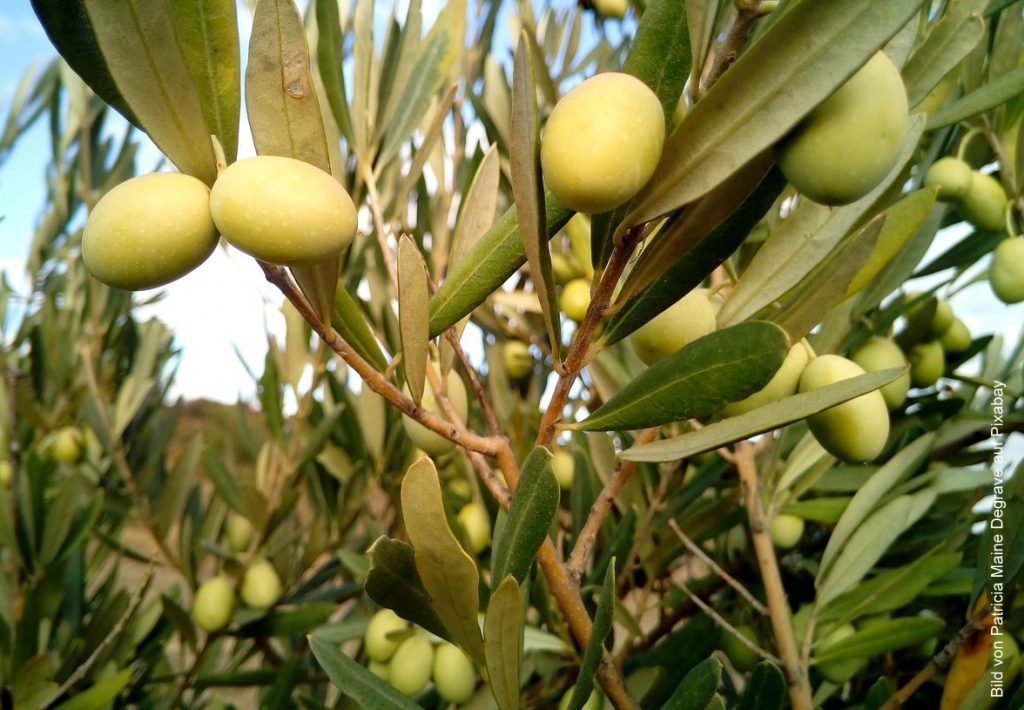 Direkt am Zweig - grüne Oliven, die noch unreif sind