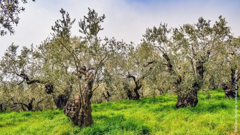 Ein Olivenhain mit alten Bäumen