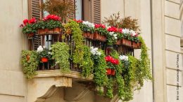 Altbauhaus Balkon mit sehr vielen Blumen