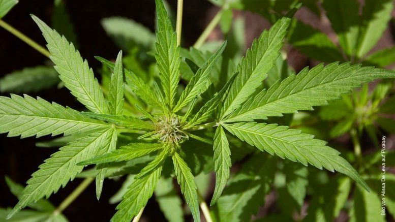 Grüne Blätter von Cannabis
