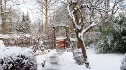Winter mit Schnee in einem Hamburger Vorgarten