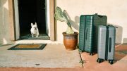 Zwei Rollkoffer und ein weißer kleiner Hund in der Haustür