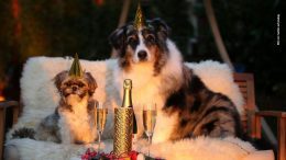 Zwei Hunde mit Mützen auf dem Kopf feiern Sylvester